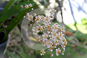 The inflorescence of small flowers of Oncidium Twinkle in the backyard