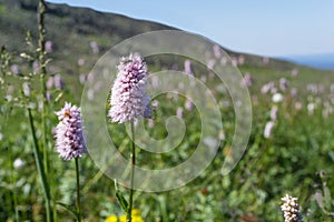 Inflorescence of snakeroot in alpine meadow