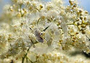 Inflorescence of Sorbaria sorbifolia