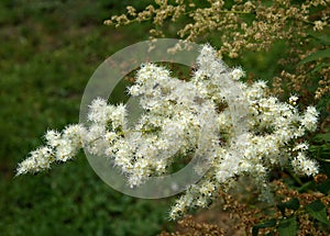 Inflorescence of Sorbaria sorbifolia