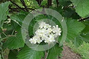 Inflorescence of Sorbus aria in May