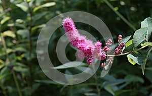 Inflorescence of Spirea willow