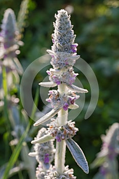 Inflorescence of Stachys byzantina, close-up on a blurred background