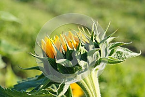 Inflorescence of a sunflower plant, annual forb, in side view. In Latin it is called Helianthus annuus.