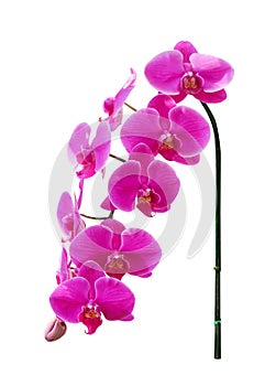 Inflorescence sweet colorful pink phalaenopsis orchids patterns big group blooming isolated on white background and clipping path