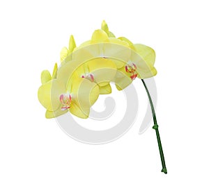 Inflorescence sweet colorful yellow phalaenopsis orchids with pink patterns group blooming  isolated on white background and