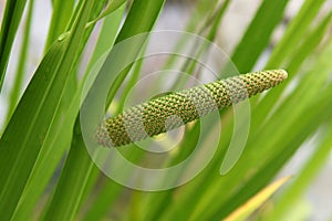 Acorus calamus or sweet flag