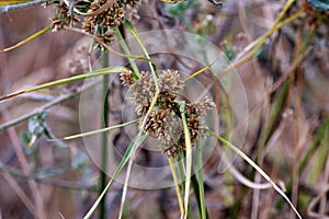 Inflorescence of a tall flatsedge, Cyperus eragrostis