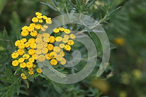 Inflorescence of a tansy plant