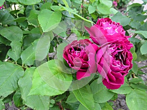 Inflorescence of three flowers of rich-purple flowers of the `Baron Girod de Lâ€™Ain` variety