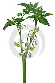 Inflorescence of tomato