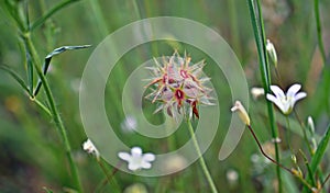 Inflorescence of Trifolium stellatum