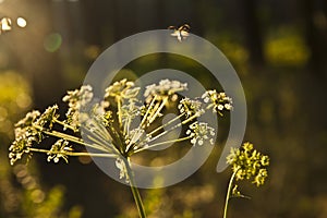 Inflorescence of an umbelliferous plant photo