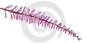 Inflorescence of Variegated cordyline fruticosa, Ti plant flowers, Exotic pink flowers, isolated on white background