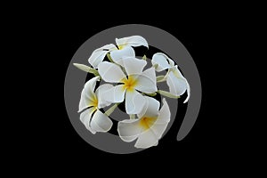 Inflorescence of white five-petalled flowers with yellow centers. Beautiful white flowers. Isolated. Black background