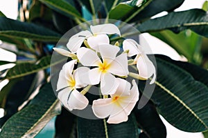 An inflorescence of white sandalwood flowers on a branch with green leaves. Five-petalled flowers