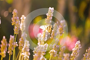 Inflorescence of wild grass with little butterfly on flower