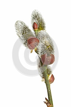 Inflorescence Of A Willow photo