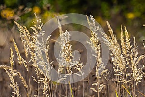 Inflorescence of wood small-reed Calamagrostis epigejos on a meadow