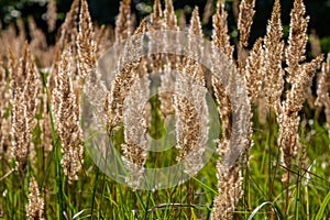 Inflorescence of wood small-reed Calamagrostis epigejos on a meadow