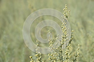 Inflorescence of a wormwood plant against a green nature.