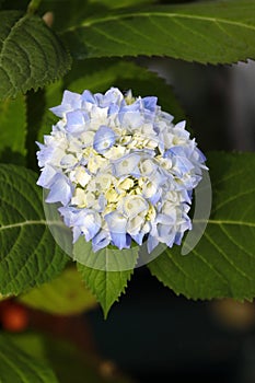 An inflorescence of a yellow-blue blooming hydrangea photo