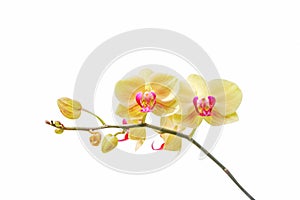 Inflorescence of yellow orchids blooming isolated on white background