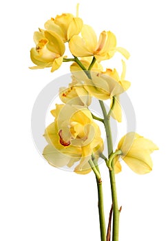 Inflorescence of yellow orchids blooming isolated on white background with clipping path.