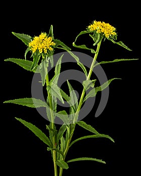 Inflorescence of yellow rhodiola rosea flowers, isolated on black background