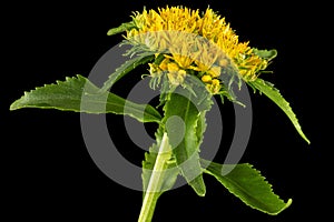 Inflorescence of yellow rhodiola rosea flowers, isolated on black background