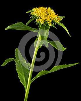 Inflorescence of yellow rhodiola rosea flowers, isolated on black background