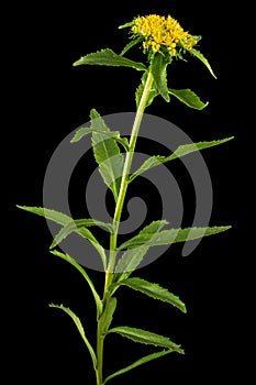 Inflorescence of yellow rhodiola rosea flowers, isolated on black background