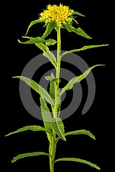 Inflorescence of yellow rhodiola rosea flowers, isolated on black background