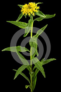 Inflorescence of yellow rhodiola rosea flowers, isolated on white background