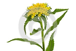 Inflorescence of yellow rhodiola rosea flowers, isolated on white background