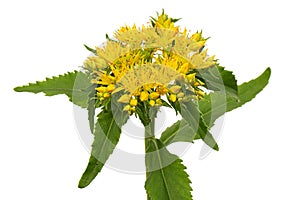 Inflorescence of yellow rhodiola rosea flowers, isolated on white background