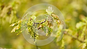 Inflorescence and young leaves of a English oak, pedunculate oak, Quercus robur in spring