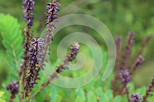 Inflorescences of Amorpha plant among green leaves