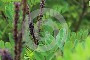 Inflorescences of Amorpha plant among green leaves