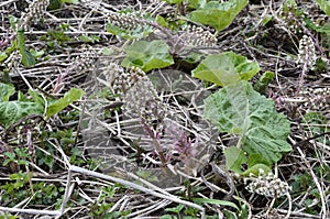 Inflorescences of butterbur, pestilence wort, Petasites hybridus