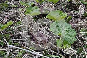 Inflorescences of butterbur, pestilence wort, Petasites hybridus