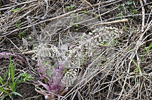 Inflorescences of butterbur, pestilence wort, Petasites hybridus