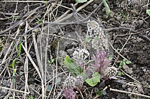 Inflorescences of butterbur, pestilence wort, Petasites hybridus