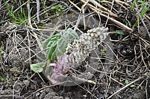 Inflorescences of butterbur, pestilence wort, Petasites hybridus