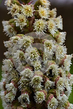 Inflorescences of butterbur, pestilence wort, Petasites hybridus.Blossom, Common butterbur. A blooming butterbur Petasites