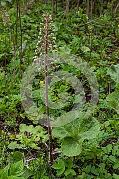 Inflorescences of butterbur, pestilence wort, Petasites hybridus.Blossom, Common butterbur. A blooming butterbur Petasites