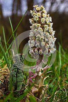 Inflorescences of butterbur, pestilence wort, Petasites hybridus.Blossom, Common butterbur. A blooming butterbur Petasites