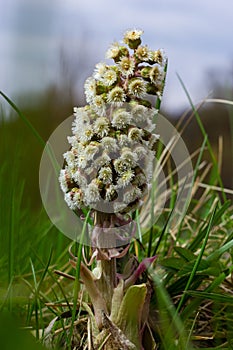 Inflorescences of butterbur, pestilence wort, Petasites hybridus.Blossom, Common butterbur. A blooming butterbur Petasites