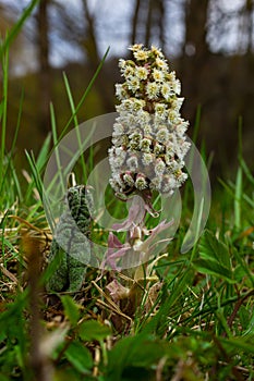 Inflorescences of butterbur, pestilence wort, Petasites hybridus.Blossom, Common butterbur. A blooming butterbur Petasites