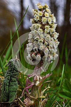 Inflorescences of butterbur, pestilence wort, Petasites hybridus.Blossom, Common butterbur. A blooming butterbur Petasites